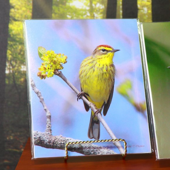 Beautiful Bird Set of a Palm Warbler & Chestnut Sided Warbler - Picture 2 of 7